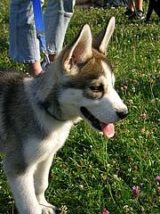 RTEmagicC Yakimo1.jpeg