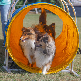 shelties2 400