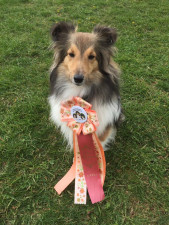 Shelties vom Wildberger Gäurand