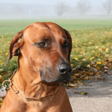 2008 10 18 Teamtest klein 0013