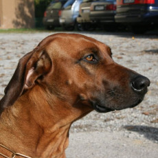 2008 10 18 Teamtest klein 0014 0