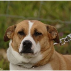 2008 SF Dittus 022 0