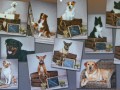 Jogis Hundeschule 018