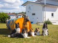 Jogis Hundeschule 061