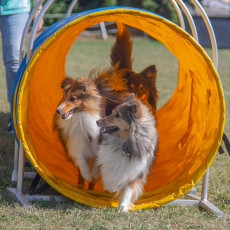 shelties2 1200