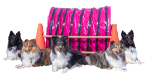 Jogi's Hundeschule & Hundepension